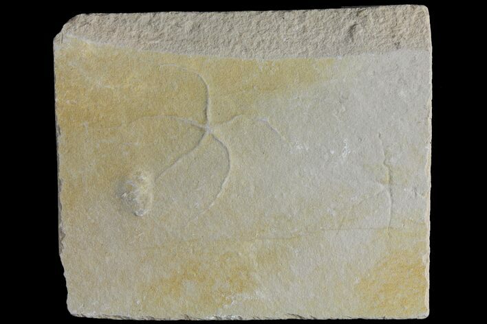 Cretaceous Brittle Star (Geocoma) Fossil - Lebanon #106187